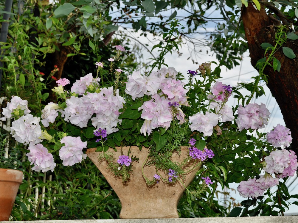 夏にオススメの 鉢植え花 The Ground Floor